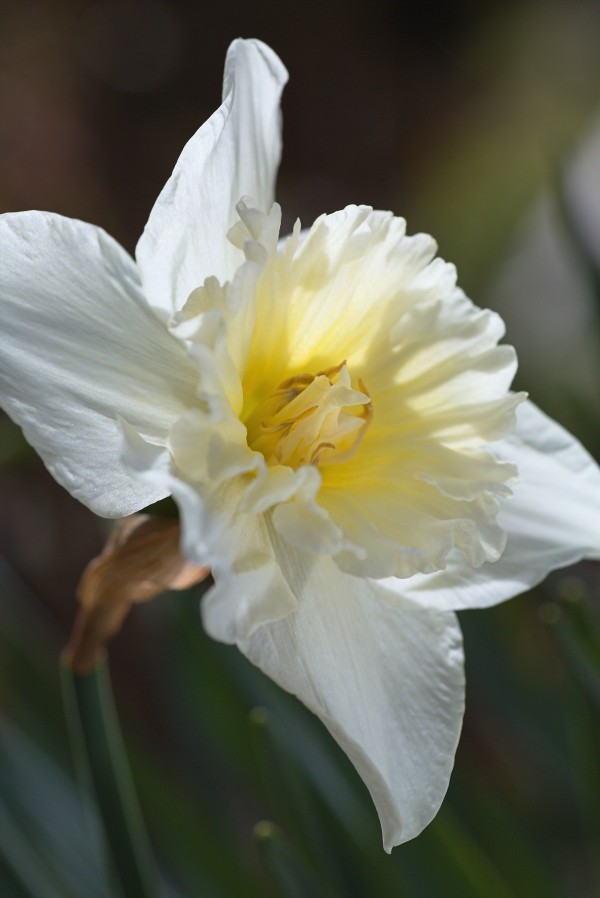 Daffodil Of Spring by Joy Watson